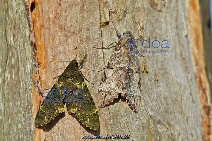 : Moth perched on a tree Camouflage Amazonas state : Moth perched on a tree Camouflage Amazonas state