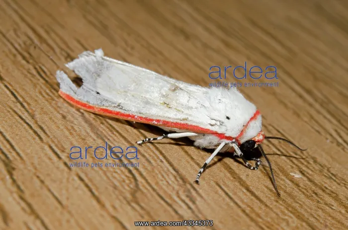 : Moth - Pering, Gianyar, Bali, Indonesia : Moth - Pering, Gianyar, Bali, Indonesia