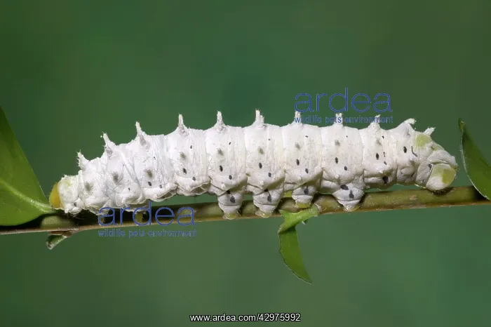 : Moth - Philosamia ricini : Moth - Philosamia ricini