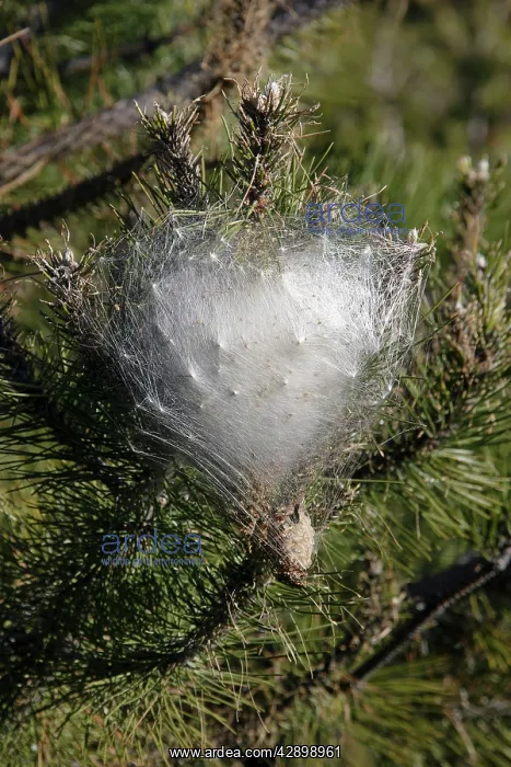: Moth - Processional Pine Caterpillars - wintering : Moth - Processional Pine Caterpillars - wintering