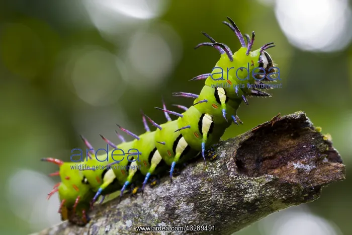 : Moth (Procitheronia fenestrata) caterpillar sit : Moth (Procitheronia fenestrata) caterpillar sit