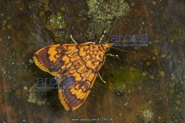  : moth (Pyralidae) Tatama National Park, Risaralda, Colombia