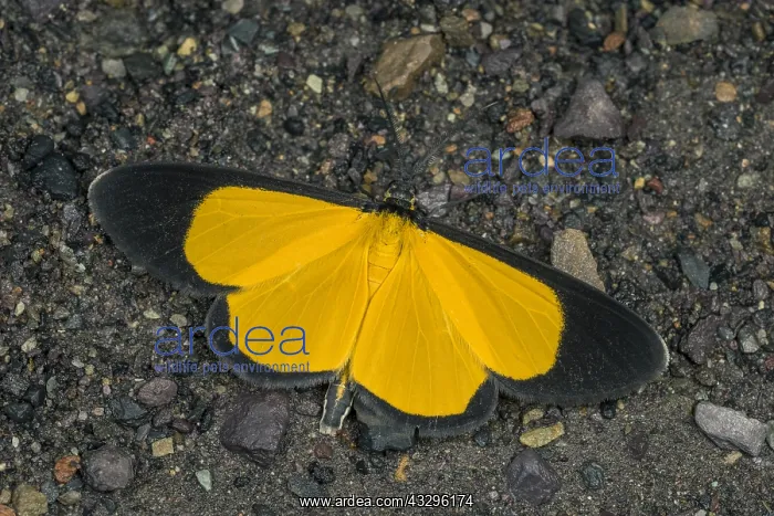 : moth (Smicropus sp.) Geometridae, Santa Maria, Boyac&, xe1; : moth (Smicropus sp.) Geometridae, Santa Maria, Boyac&, xe1;