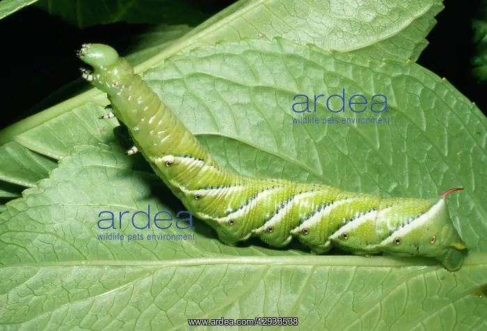 : MOTH - TOMATO HORNWORM, larvae of Five-Spotted HAWK-MOTH : MOTH - TOMATO HORNWORM, larvae of Five-Spotted HAWK-MOTH