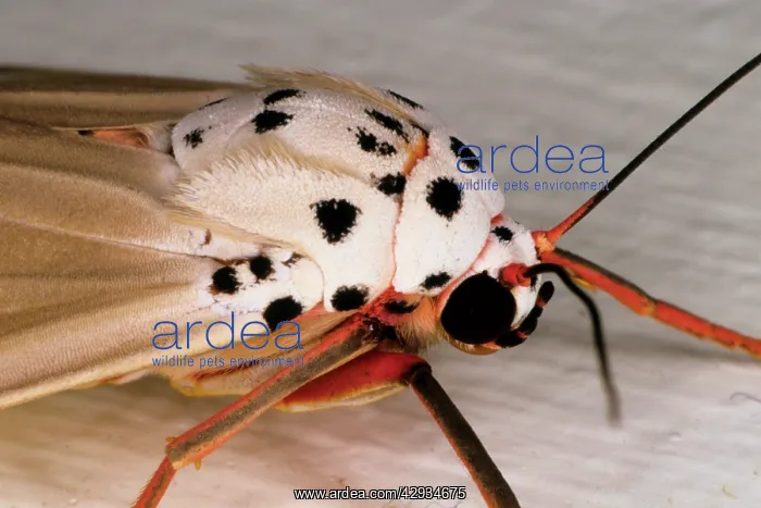 : A moth of unknown species : A moth of unknown species
