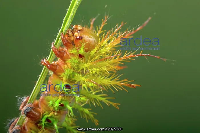 : Moth - Urticant and dangerous caterpillar : Moth - Urticant and dangerous caterpillar