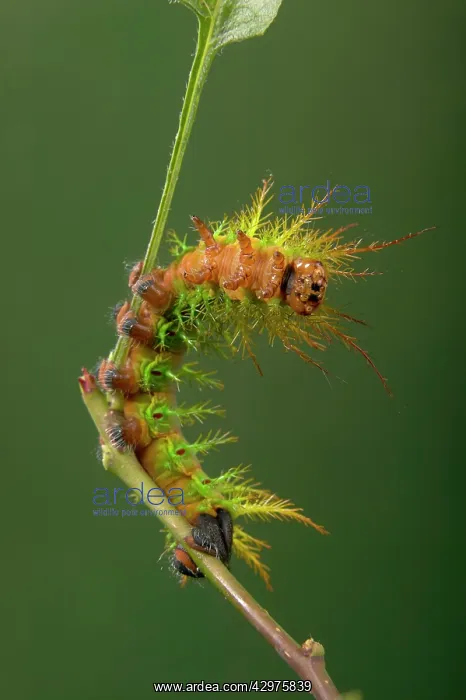 : Moth - Urticant and dangerous caterpillar : Moth - Urticant and dangerous caterpillar