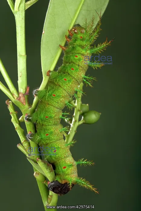 : Moth - Urticant and dangerous caterpillar eating a leaf : Moth - Urticant and dangerous caterpillar eating a leaf
