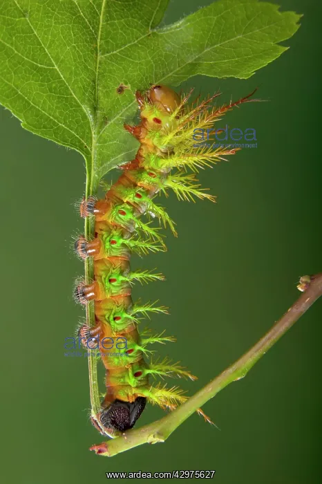  : Moth - Urticant and dangerous caterpillar eating a leaf
