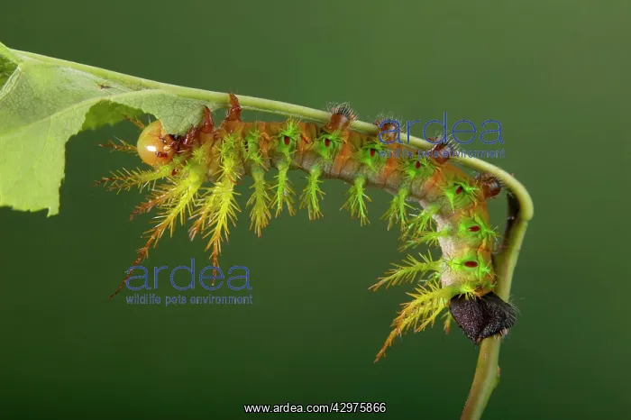 : Moth - Urticant and dangerous caterpillar eating a leaf : Moth - Urticant and dangerous caterpillar eating a leaf