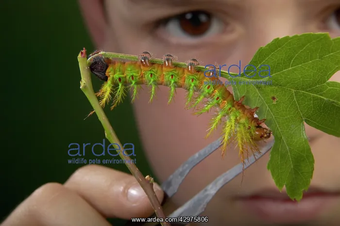 : Moth - Urticant and dangerous caterpillar observed : Moth - Urticant and dangerous caterpillar observed