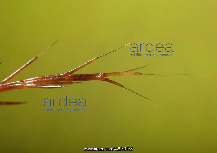 : Moth - Urticant extremities of the spines : Moth - Urticant extremities of the spines