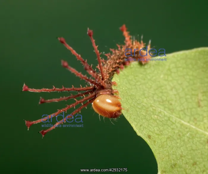 : Moth - Young caterpillar (L1) : Moth - Young caterpillar (L1)