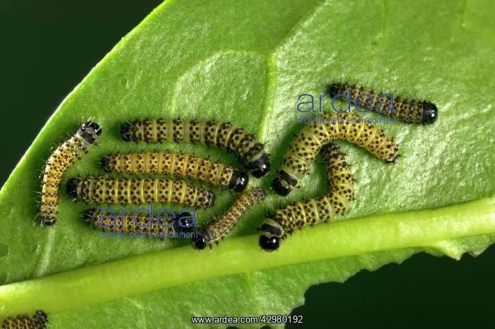 : Moth - Young caterpillars of the hybridation Philosamia : Moth - Young caterpillars of the hybridation Philosamia