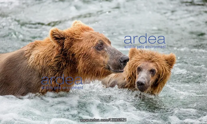 : Mother Alaska Peninsula brown bear (Ursus arctos : Mother Alaska Peninsula brown bear (Ursus arctos