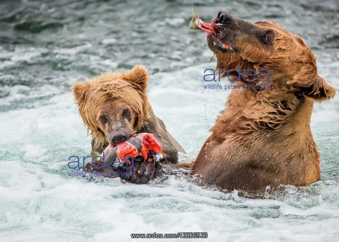 : Mother Alaska Peninsula brown bear (Ursus arctos : Mother Alaska Peninsula brown bear (Ursus arctos