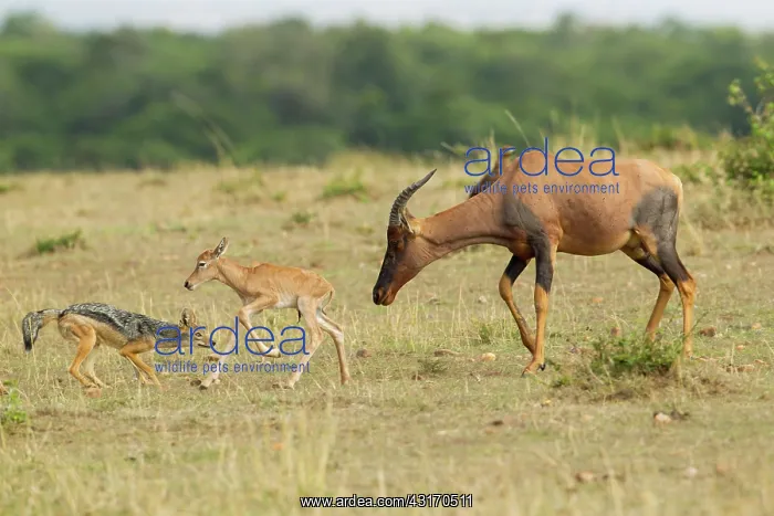 : Topi. A mother and baby Topi (Damaliscus korrigum) try to fend off the : Topi. A mother and baby Topi (Damaliscus korrigum) try to fend off the