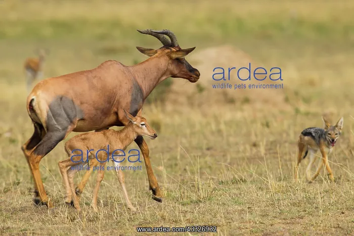 : Topi. A mother and baby Topi (Damaliscus korrigum) try to fend off the : Topi. A mother and baby Topi (Damaliscus korrigum) try to fend off the