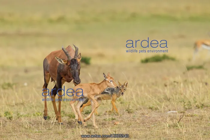 : Topi. A mother and baby Topi (Damaliscus korrigum) try to fend off the : Topi. A mother and baby Topi (Damaliscus korrigum) try to fend off the