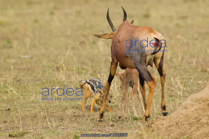 : Topi. A mother and baby Topi (Damaliscus korrigum) try to fend off the : Topi. A mother and baby Topi (Damaliscus korrigum) try to fend off the