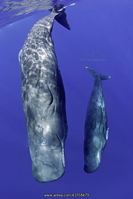 : Mother and calf sperm whale, Physeter macrocephalus : Mother and calf sperm whale, Physeter macrocephalus