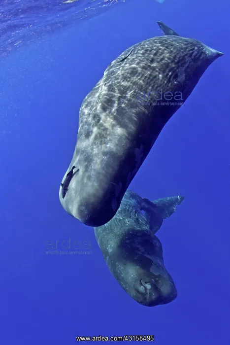 : Mother and calf sperm whale, Physeter macrocephalus : Mother and calf sperm whale, Physeter macrocephalus