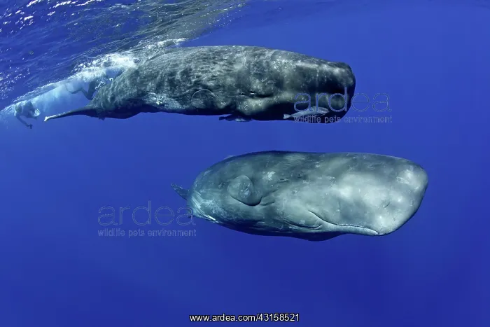 : Mother and calf sperm whale, Physeter macrocephalus : Mother and calf sperm whale, Physeter macrocephalus