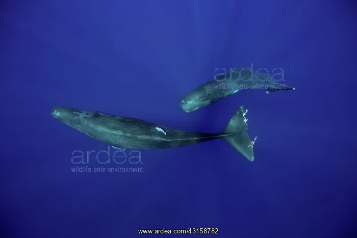 : Mother and calf sperm whale, Physeter macrocephalus : Mother and calf sperm whale, Physeter macrocephalus