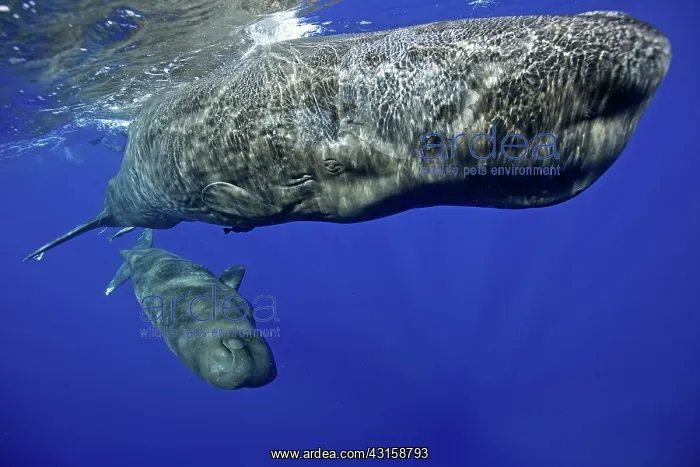 : Mother and calf sperm whale, Physeter macrocephalus : Mother and calf sperm whale, Physeter macrocephalus