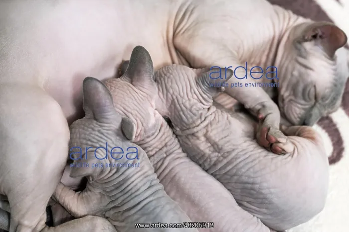 : Mother Canadian Sphynx cat lies and breastfeeding : Mother Canadian Sphynx cat lies and breastfeeding