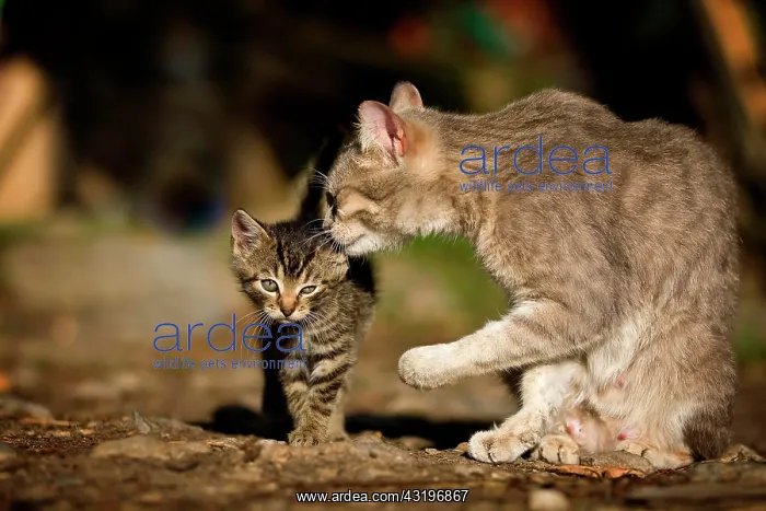: Mother cat preening her kitten, Germany, Europe : Mother cat preening her kitten, Germany, Europe