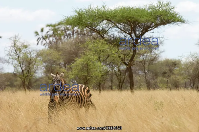 : Mother and child zebras at the Meru National : Mother and child zebras at the Meru National