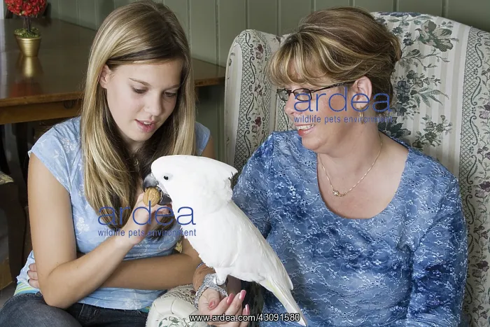 : Mother and Daughter Feeding Umbrella Cockatoo : Mother and Daughter Feeding Umbrella Cockatoo