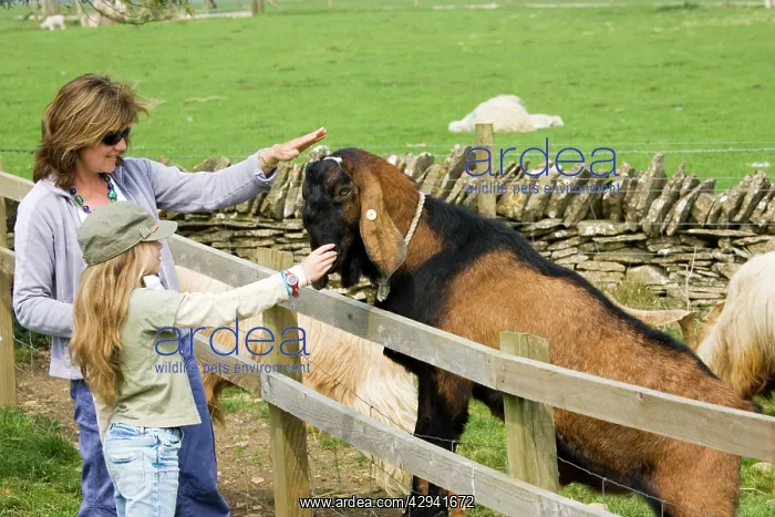 : Mother and daughter - stroking head of Nanny goat : Mother and daughter - stroking head of Nanny goat