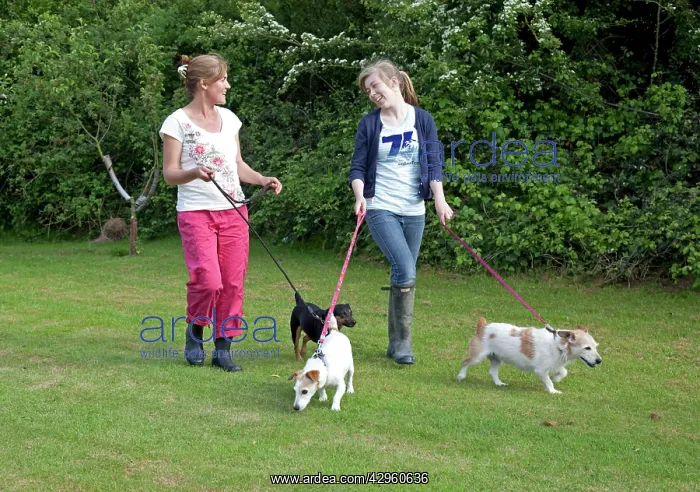 : Mother and daughter walking dogs on lead across field : Mother and daughter walking dogs on lead across field