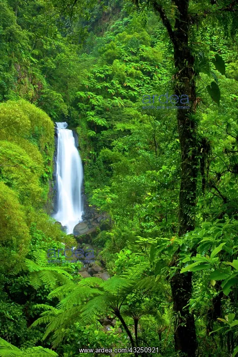 : Mother Falls, one of the twin Falls of Trafalgar : Mother Falls, one of the twin Falls of Trafalgar