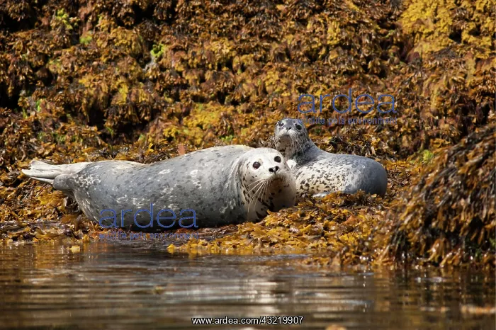 : A mother Harbor seal (Phoca vitulina) and her pup : A mother Harbor seal (Phoca vitulina) and her pup