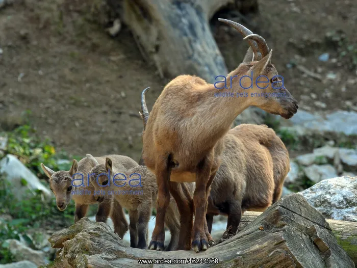  : Mother Ibex with her young. European mountains