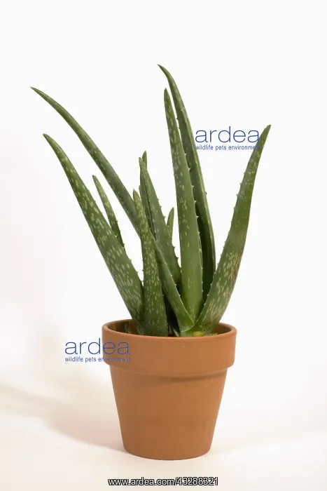 : Mother In Law's Tongue or snake plant (Sanseviera : Mother In Law's Tongue or snake plant (Sanseviera