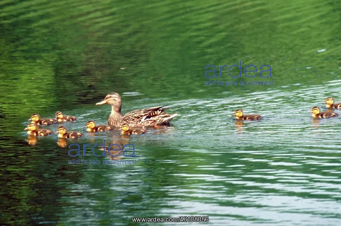 : Mother mallard and young : Mother mallard and young