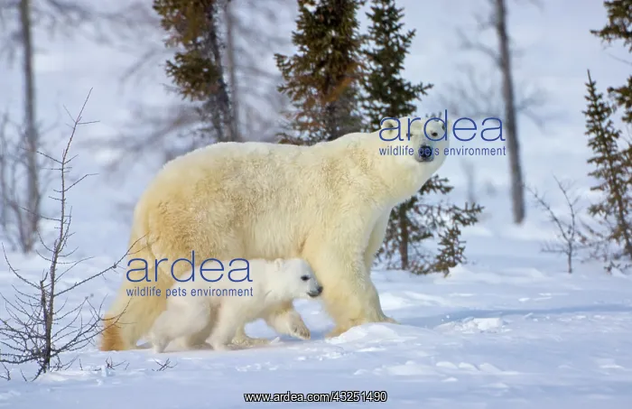: Mother polar bear with cub on the tundra : Mother polar bear with cub on the tundra