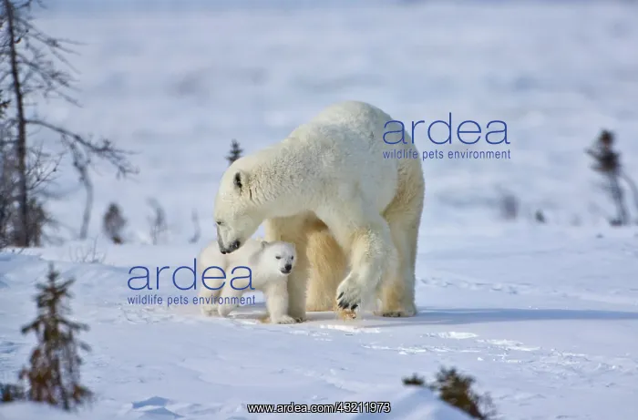 : Mother polar bear with three cubs on the : Mother polar bear with three cubs on the