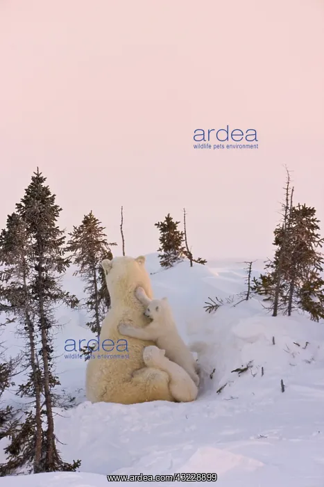 : Mother polar bear with three cubs on the : Mother polar bear with three cubs on the