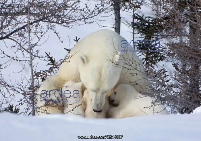 : Mother polar bear with three cubs on the : Mother polar bear with three cubs on the