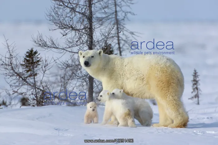 : Mother polar bear with three cubs on the : Mother polar bear with three cubs on the