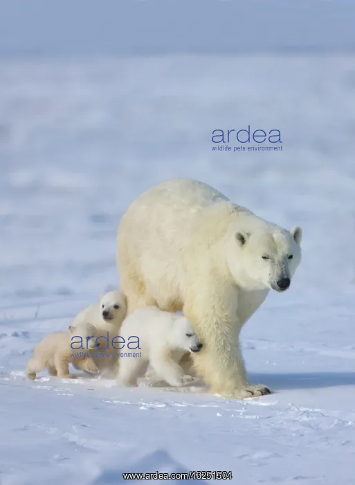 : Mother polar bear with three cubs on the : Mother polar bear with three cubs on the