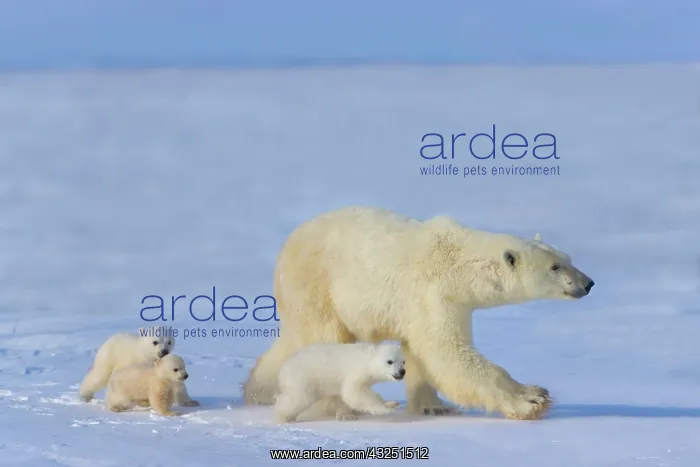 : Mother polar bear with three cubs on the : Mother polar bear with three cubs on the