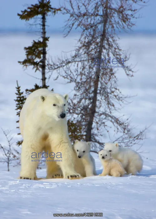 : Mother polar bear with three cubs on the : Mother polar bear with three cubs on the