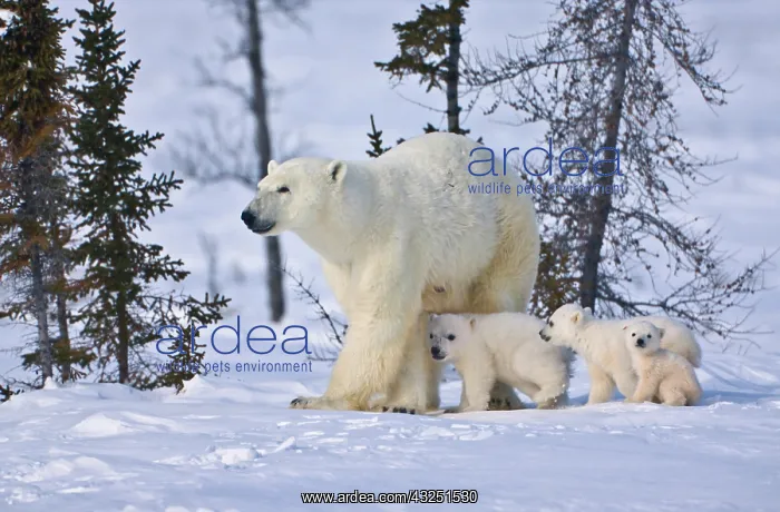 : Mother polar bear with three cubs on the : Mother polar bear with three cubs on the