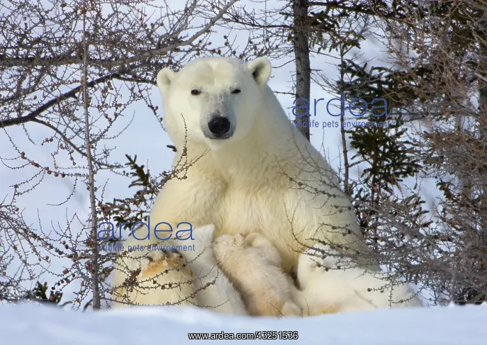 : Mother polar bear with three cubs on the : Mother polar bear with three cubs on the